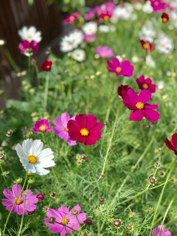 Violet Village Borsh Ngoại thất bức ảnh